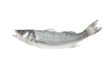 Fresh uncooked sea bass fish on white background