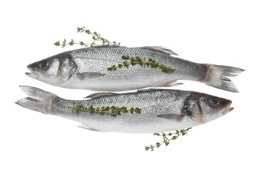 Fresh uncooked sea bass fish on white background