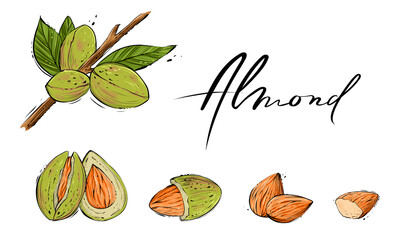 Almond set, color vector illustration