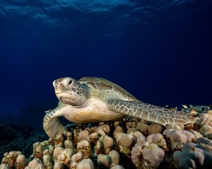 Fototapeta premium green sea turtle