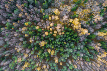 Directly above aerial drone full frame shot of green emerald pine forests and yellow foliage groves with beautiful texture of treetops. Beautiful fall season scenery. Mountains in autumn golden colors