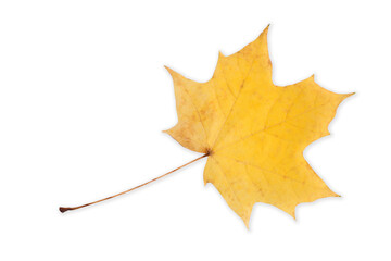 Autumn leaves.	