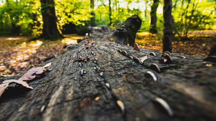 autumn leaves on the ground