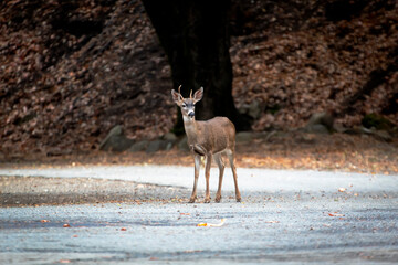 A male California Mule Deer with a rack of antlers 