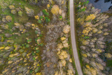 Aerial view from drone of rural road leading through autumn forests and groves in yellow green colors. Dense forest in golden time and empty highway in fall season. Roadway among colorful treetops