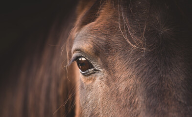 Horse head portrait details. The eye of the Polish Arabian horse. Tranquility relax no stress