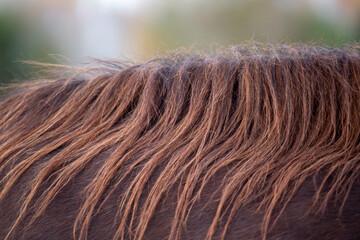 Horse detail. The mane of a red young horse close up © Ella