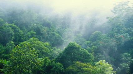 Rain forest with many trees and misty in the morning.