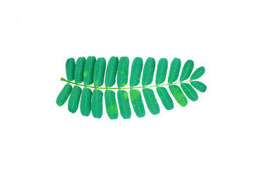 Tamarind leaf isolated on white background.