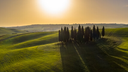 Aerial view of group of cypress trees