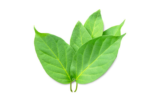 Gymnema sylvestre leaves on white background.(Perrpioca of the woods)