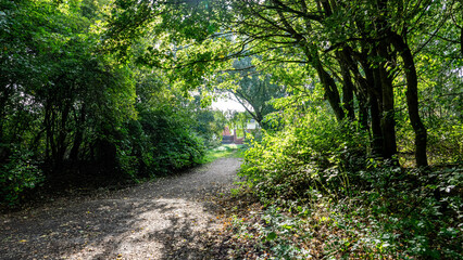 path in the forest