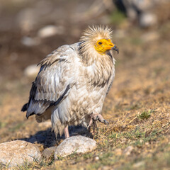 Egyptian vulture foraging