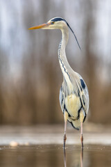 Grey heron hunting stationary in lake