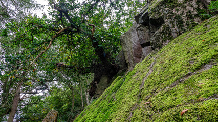  tree and rocks