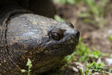 Portrait of a large snapping turtle