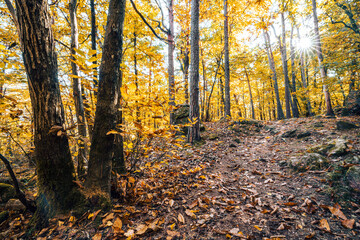 The colors of autumn in the sunny forest of Eppan in southern Tirol, Italy.