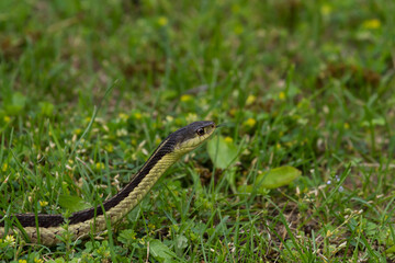 A garter snake slithering through the green grass with its tongue out. 