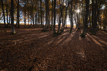 Fototapeta premium Beech forest in autumn wide angle view