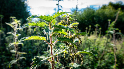 nettle in the field