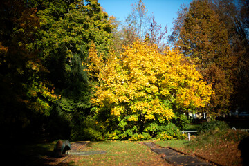 fall YELLOW  color maple tree in the campus park in autumn in Metz France 