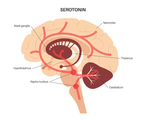 Serotonin pathway in brain