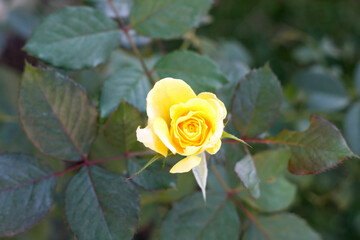 Rose - Flower, Formal Garden, Front or Back Yard, Flower, 