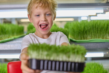 Curly-haired blond boy with blue eyes smiles while holding sprouted watercress shoots in his hands....