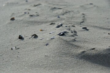 Muscheln im Sand