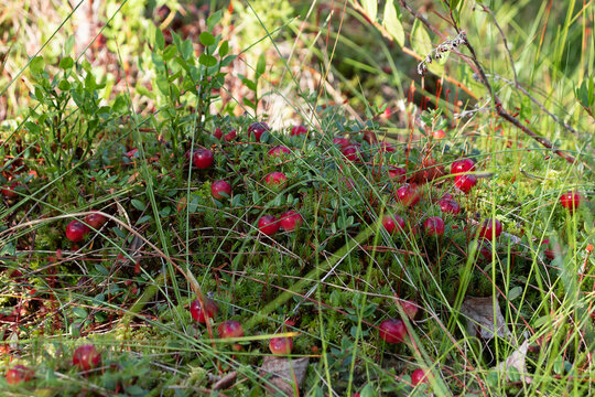 Ripe cranberries on a bog in the forest