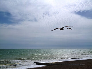 Seagulls on the beach