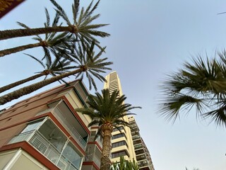 Fototapeta premium trees in the city