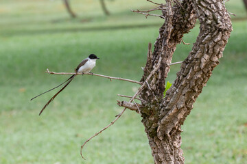 Small wild bird known as (teosurinha) perched on branch in selective focus with blurred background.