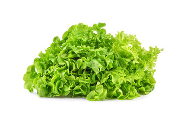 Green salad lettuce isolated on white background