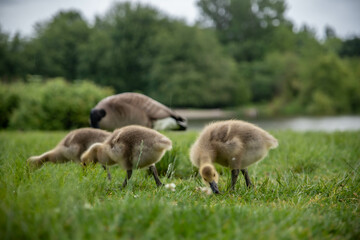 baby geese feeding in the grass by a lake