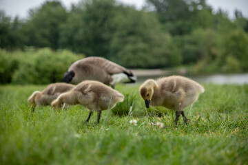 baby geese feeding in the grass by a lake