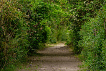 Fototapeta premium Dirt road through a lush green forest that frames it.