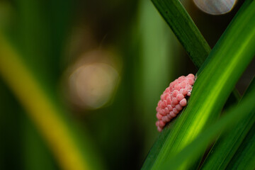 Pink snail eggs, on a plant on the side of a river. With uniform background and negative space.