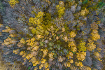 Directly above aerial drone full frame shot of green emerald pine forests and yellow foliage groves with beautiful texture of treetops. Beautiful fall season scenery. Mountains in autumn golden colors