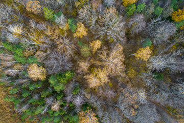 Directly above aerial drone full frame shot of green emerald pine forests and yellow foliage groves with beautiful texture of treetops. Beautiful fall season scenery. Mountains in autumn golden colors