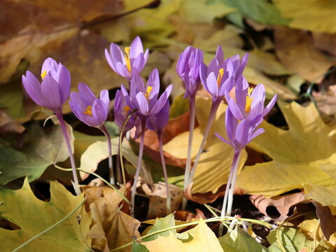CAIDA DE HOJAS EN OTO&Ntilde;O. HOJAS DE ARCE (ACER).. FONDO NATURAL DE HOJAS VERDES, SECAS, AMARILLAS. CONJUNTO DE PEQUE&Ntilde;AS FLORES. COLOR MALVA. HOJAS CAIDAS Y SECAS. FLORES COLCHICUM MONTANUM.