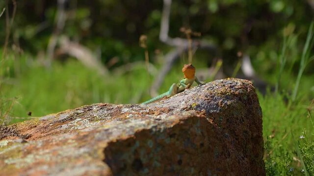 Collared lizard on a sunlit rock with green foliage behind