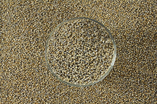 pearl millet grain whole in bowl for indian gujarati food recipe 