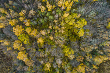 Directly above aerial drone full frame shot of green emerald pine forests and yellow foliage groves with beautiful texture of treetops. Beautiful fall season scenery. Mountains in autumn golden colors