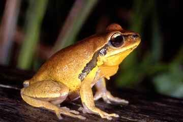 Endangered Australian Green Thighed Frog