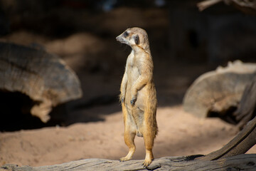 One meerkat watching around standing on a tree trunk