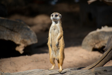 Fototapeta premium One meerkat watching around standing on a tree trunk
