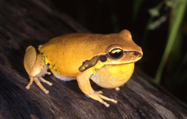 Endangered Australian Green Thighed Frog calling