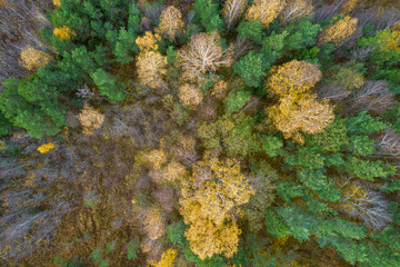 Directly above aerial drone full frame shot of green emerald pine forests and yellow foliage groves with beautiful texture of treetops. Beautiful fall season scenery. Mountains in autumn golden colors