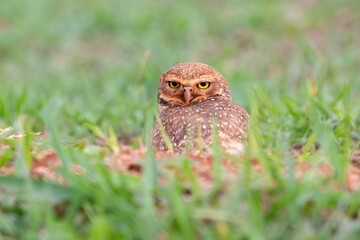 Burrowing owl at the entrance to its burrow , nest on the dirt floor with grass